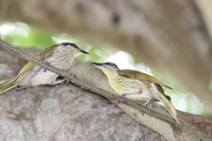 Gavicalis versicolor