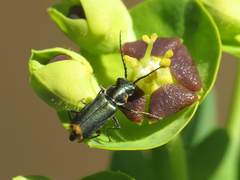 Clanoptilus abdominalis