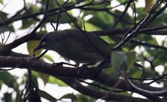 Stomiopera unicolor