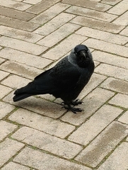 Corvus monedula