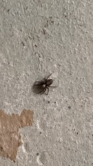 Pseudeuophrys lanigera