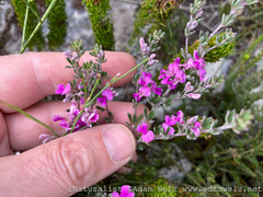 Indigofera sp11