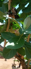 Calotropis procera