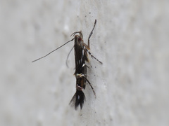 Cosmopterix pulchrimella