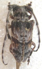 Idactus cristulatus