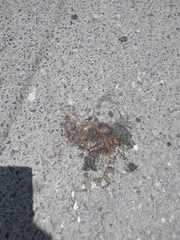 Varanus salvator macromaculatus