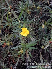 Hibbertia glaberrima