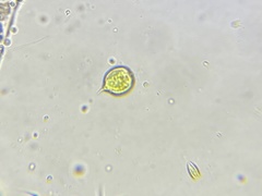 Phacus monilatus