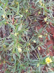 Hibbertia glaberrima