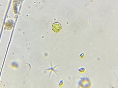 Phacus monilatus
