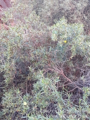 Hibbertia glaberrima