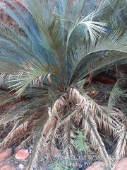 Macrozamia macdonnellii