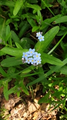 Myosotis sylvatica