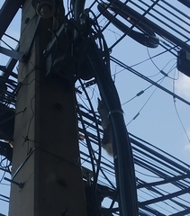 Callosciurus finlaysonii