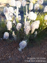 Ptilotus nobilis