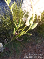 Ptilotus nobilis