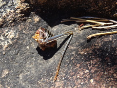 Acanthoplus longipes