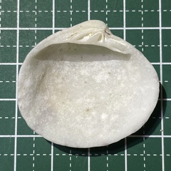 Lioconcha castrensis