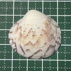 Lioconcha castrensis