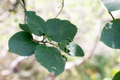 Ehretia dicksonii