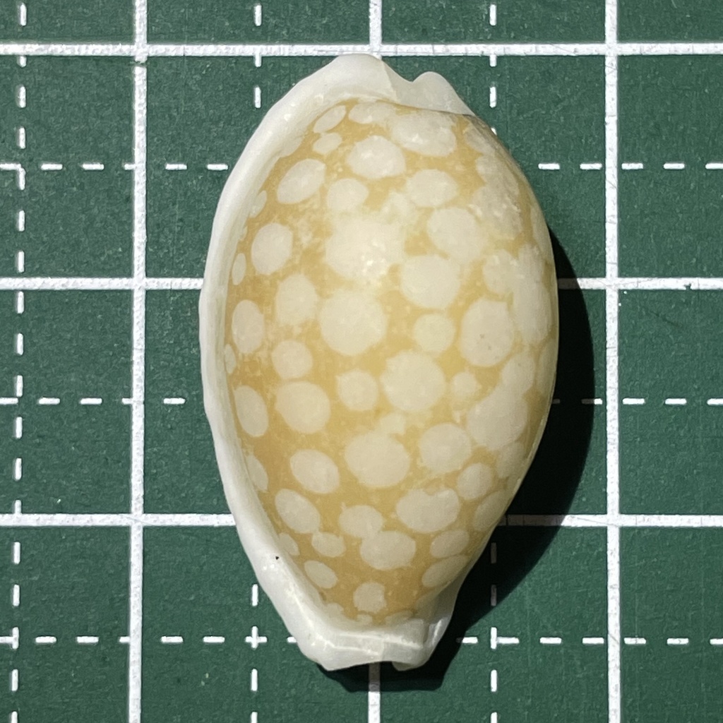 Sieve cowrie