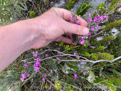 Indigofera sp11