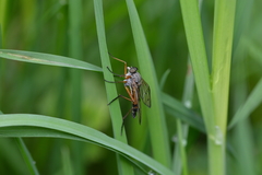 Rhagio vitripennis