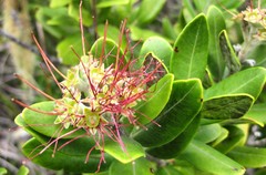 Metrosideros × subtomentosa, photograph plantlookpoint, CC BY, iNaturalist via GBIF