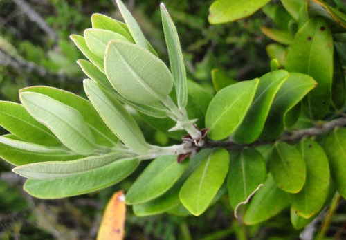 Metrosideros × subtomentosa, photograph 6