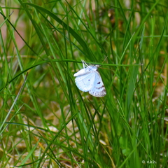 Lomographa semiclarata