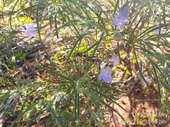 Eremophila gilesii