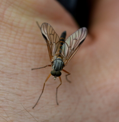 Rhagio vitripennis