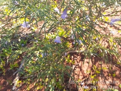 Eremophila gilesii