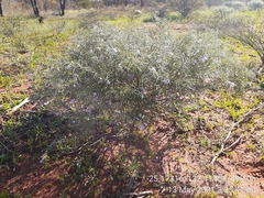 Eremophila gilesii