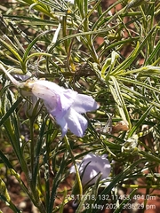 Eremophila gilesii