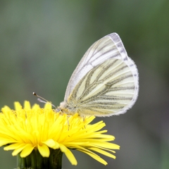 Pieris napi