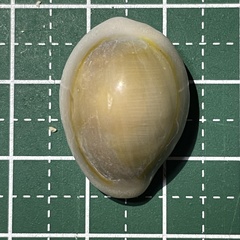 Monetaria annulus