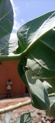 Calotropis procera image