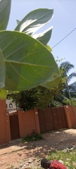 Calotropis procera