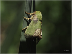 Parasa pastoralis