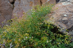 Senecio erysimoides