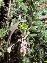 Cassinia denticulata