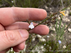 Lobelia capillifolia