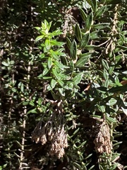 Cassinia denticulata