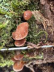 Hypholoma brunneum