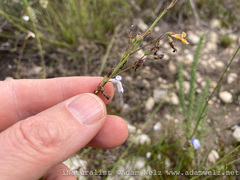 Lobelia capillifolia