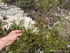 Lobelia capillifolia