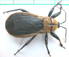 Ectrichodia crux