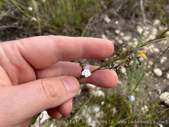 Lobelia capillifolia