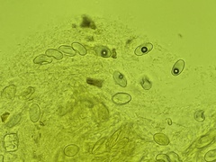 Chaetothiersia vernalis